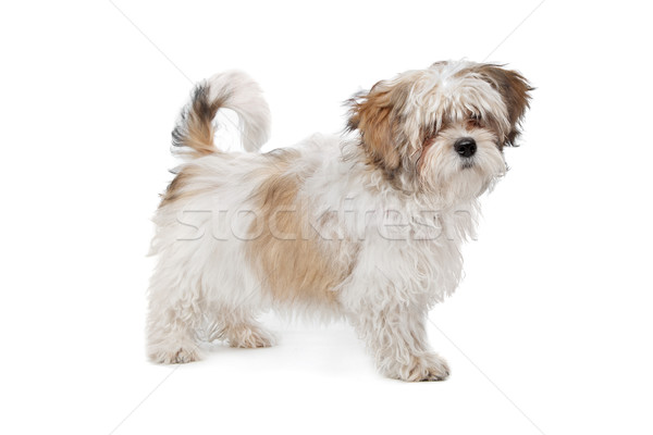 boomer dog Stock photo © eriklam