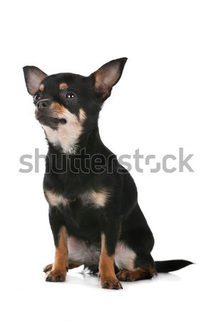 Stock photo: Dutch shepherd dog