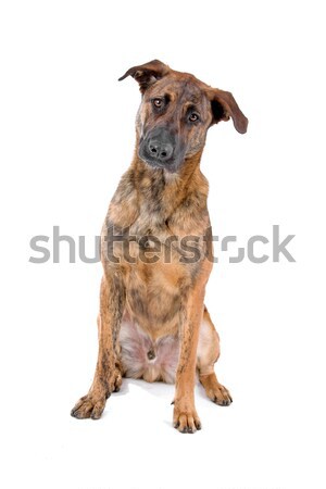 Soft coated wheaten terrier dog Stock photo © eriklam