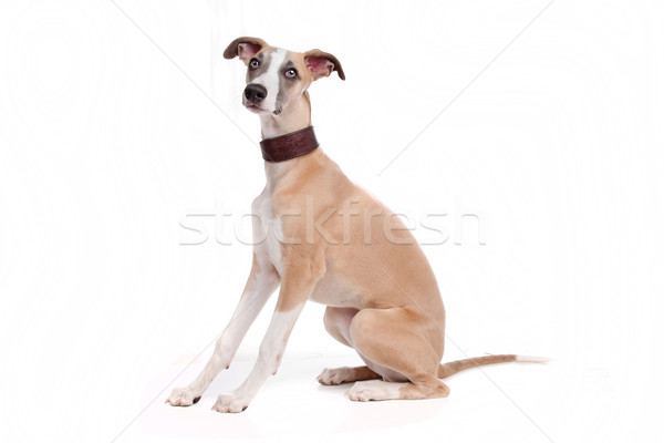 Whippet puppy dog Stock photo © eriklam