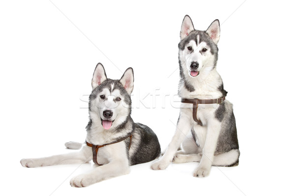 siberian husky Stock photo © eriklam
