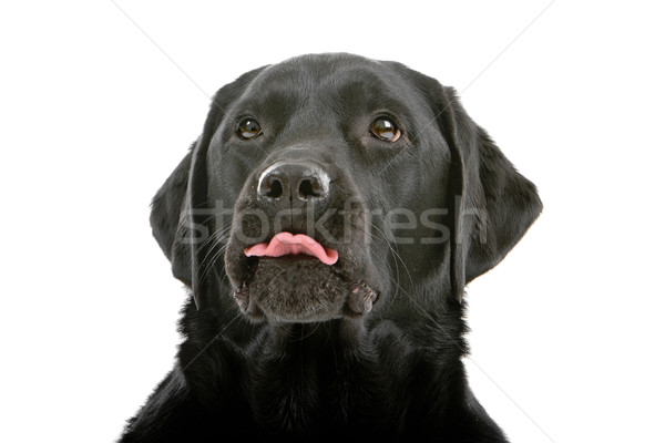 Foto stock: Cabeza · negro · labrador · retriever · perro · aislado · blanco