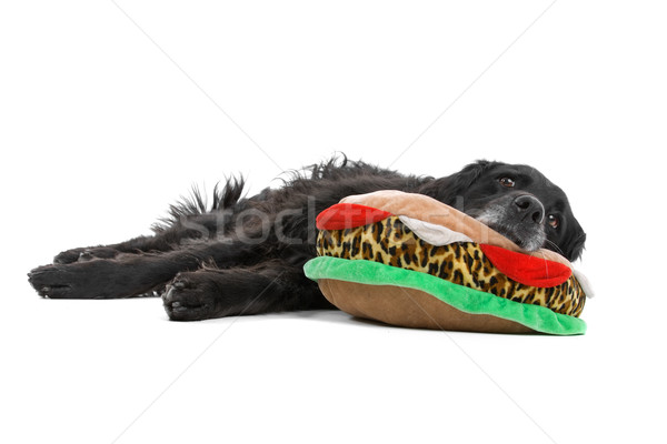 black mixed breed dog (half setter) Stock photo © eriklam