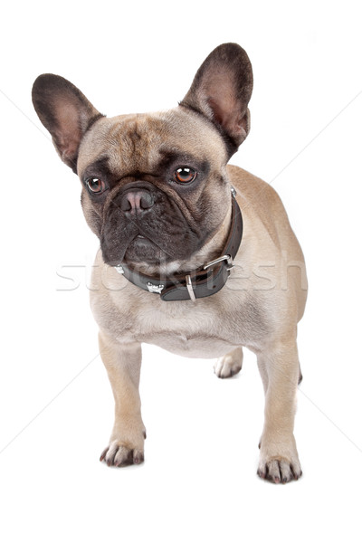 French Bulldog isolated on white Stock photo © eriklam