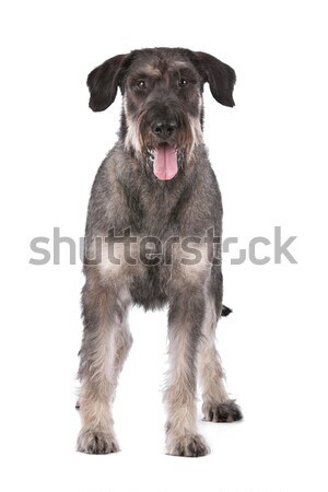 Stok fotoğraf: Dev · schnauzer · beyaz · köpek · siyah · hayvan
