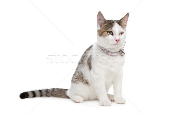 short-haired cat Stock photo © eriklam