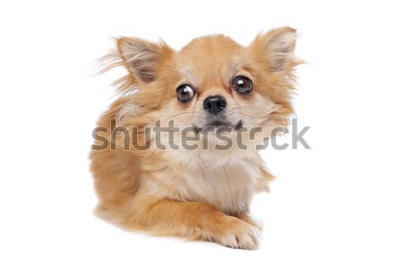 [[stock_photo]]: Brun · à · poil · long · chien · blanche · animaux · studio