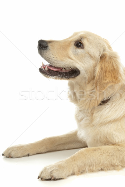 Golden retriever beyaz köpek hayvan sarı memeli Stok fotoğraf © eriklam