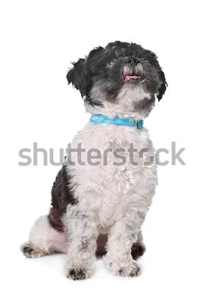 mixed breed boomer dog Stock photo © eriklam