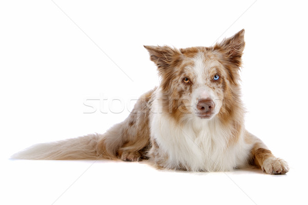 Border collie herdershond geïsoleerd witte hond grens Stockfoto © eriklam