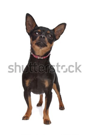 Miniature Pinscher Stock photo © eriklam