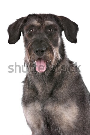 Reus schnauzer witte hond zwarte dier Stockfoto © eriklam