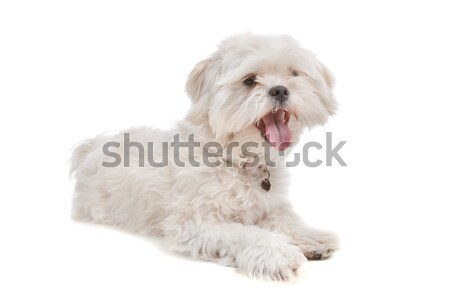 Gemengd ras hond witte dier studio Stockfoto © eriklam