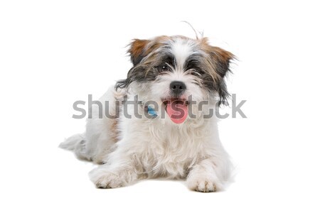 Gemischte Rasse Hund zwei Farbe Sitzung Stock foto © eriklam
