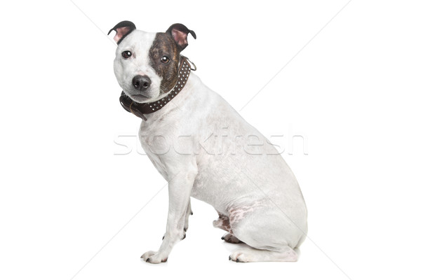 staffordshire terrier Stock photo © eriklam