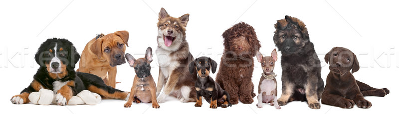 Stock photo: large group of puppies
