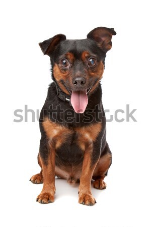 Blind gemischte Rasse Hund weiß Tier Stock foto © eriklam