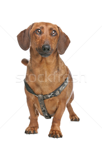 Dachshund Stock photo © eriklam