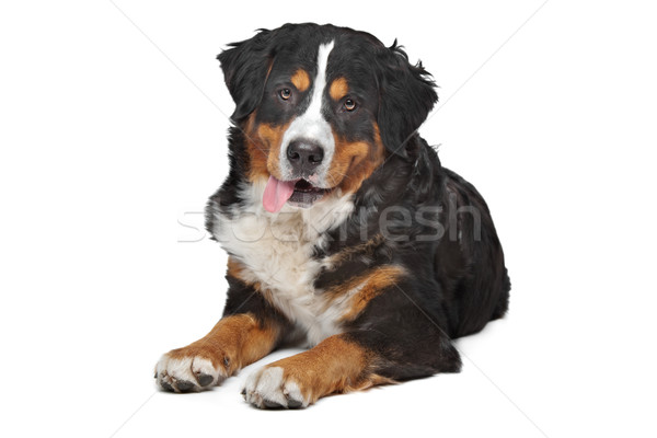 Bovaro del bernese bianco cane montagna studio isolato Foto d'archivio © eriklam