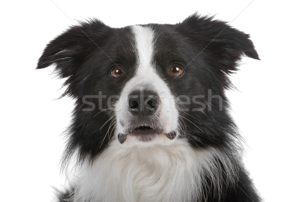 Border collie isolato bianco cane confine Foto d'archivio © eriklam