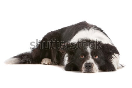 Border collie isolato bianco cane confine Foto d'archivio © eriklam