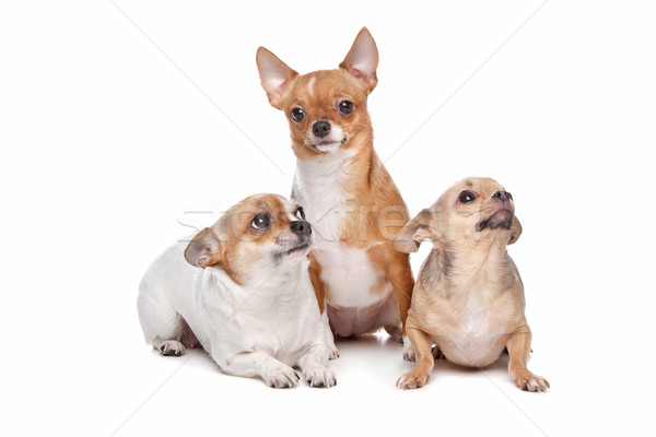 Drei Hunde weiß Gruppe Studio Haustier Stock foto © eriklam