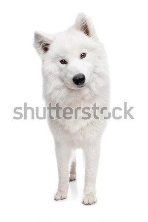 Samoyed dog Stock photo © eriklam