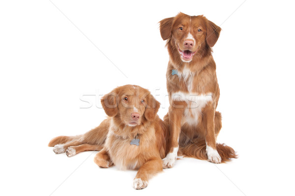 two Nova Scotia Duck Tolling Retriever dogs Stock photo © eriklam