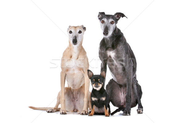 two greyhounds and a chihuahua Stock photo © eriklam