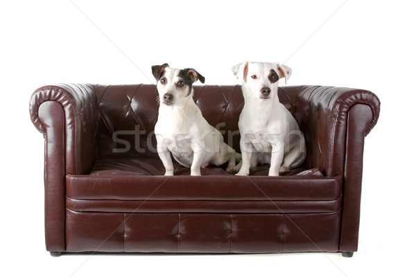 two jack russel terrier dogs Stock photo © eriklam