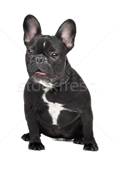 [[stock_photo]]: Français · bulldog · séance · blanche · studio · animal