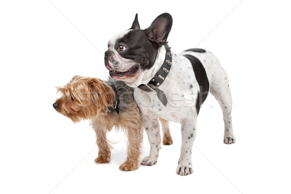 French Bulldog and a Yorkshire Terrier Stock photo © eriklam
