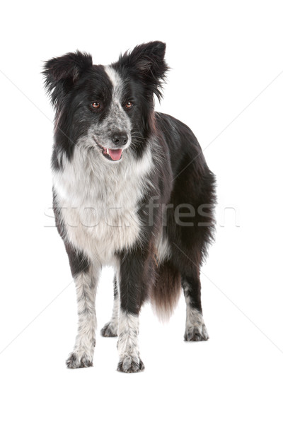 Stock foto: Border · Collie · Schäferhund · isoliert · weiß · Hund · Fuß