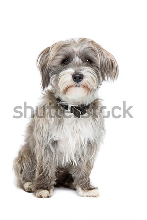 Grijs witte gemengd ras hond vergadering Stockfoto © eriklam