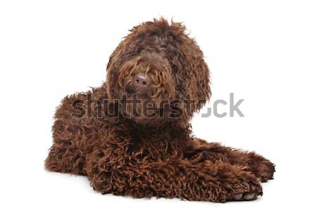 Brun jouet caniche classique nu portrait [[stock_photo]] © eriklam