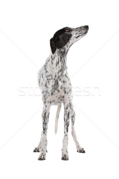 白 グレイハウンド 犬 黒 斑 孤立した ストックフォト © eriklam