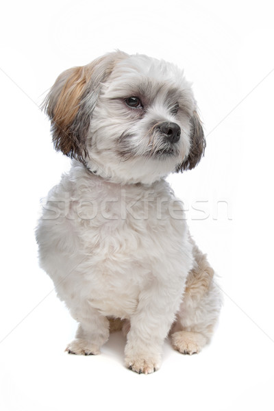 Mixto raza perro blanco estudio mascota Foto stock © eriklam