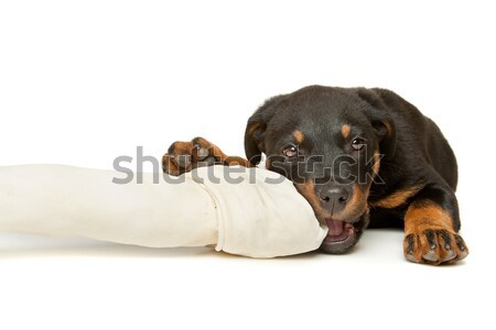 Stock photo: Rottweiler puppy with a huge white bone