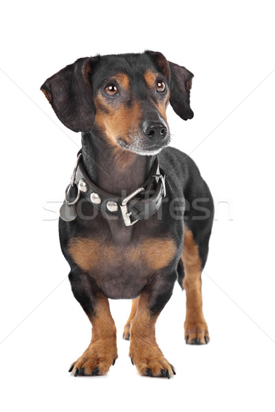 Dachshund Stock photo © eriklam