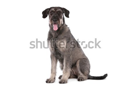 巨人 雪納瑞 白 狗 黑色 動物 商業照片 © eriklam