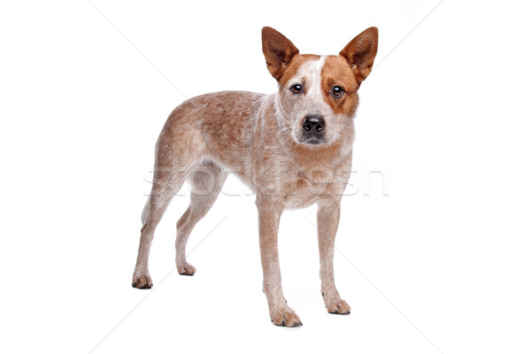 Stock photo: Australian Cattle Dog (red coat)