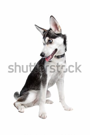 Gemengd ras hond husky puppy Stockfoto © eriklam