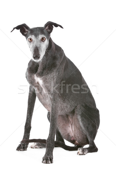 Old greyhound Stock photo © eriklam