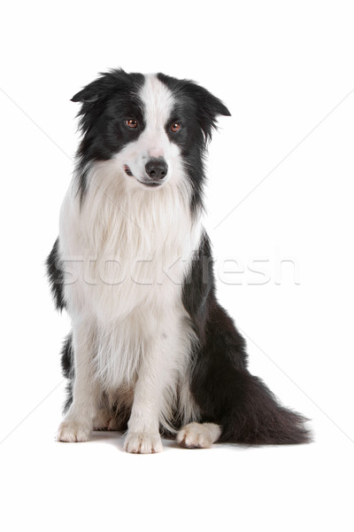 Border collie isolato bianco cane confine Foto d'archivio © eriklam