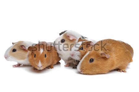 five guinea pigs Stock photo © eriklam