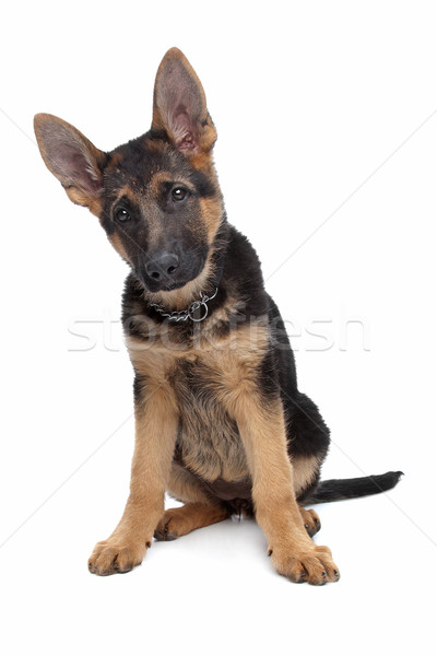 Foto stock: Pastor · cachorro · branco · animal · bonitinho · fundo · branco