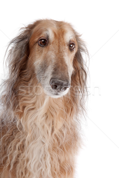 Russisch hond zoogdier huiselijk Stockfoto © eriklam