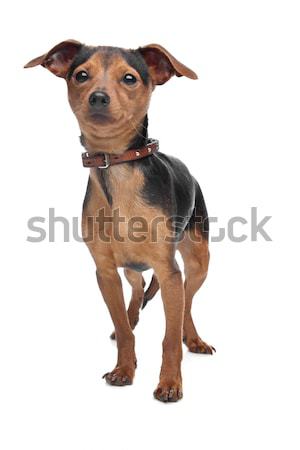 Dachshund Stock photo © eriklam