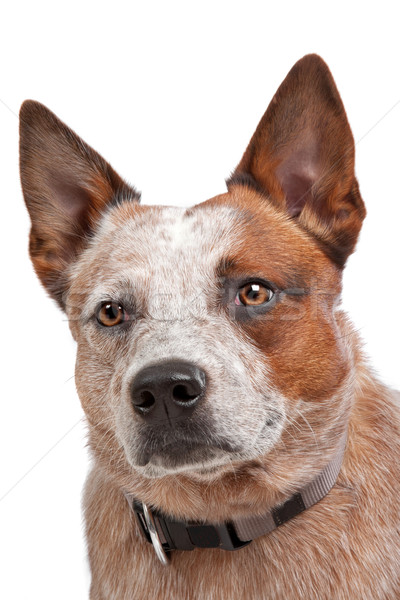 Australian Cattle Dog Stock photo © eriklam