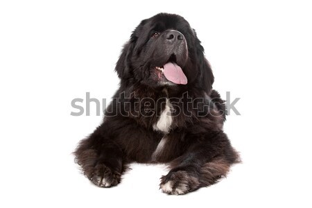 Stock photo: Newfoundland (dog)